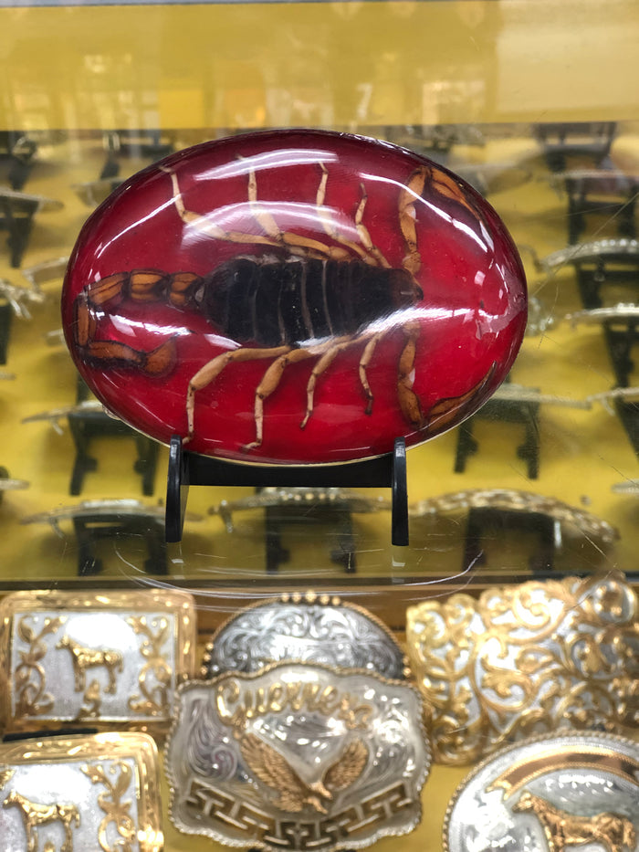 SCORPION BUCKLE 2022