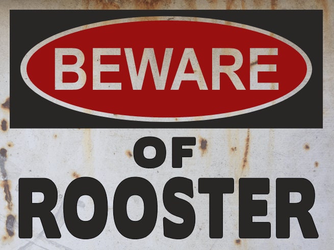 rooster