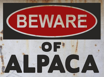alpaca