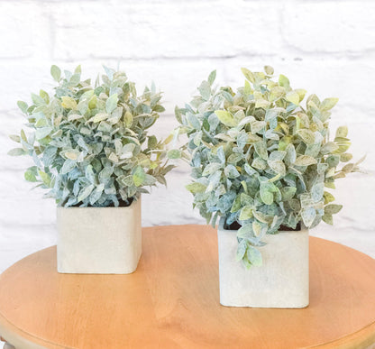Faux Sage in Square Cement Pot