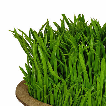 Green Pot Plant 19cm Artificial Plant by Criterion -Home Living Store - -